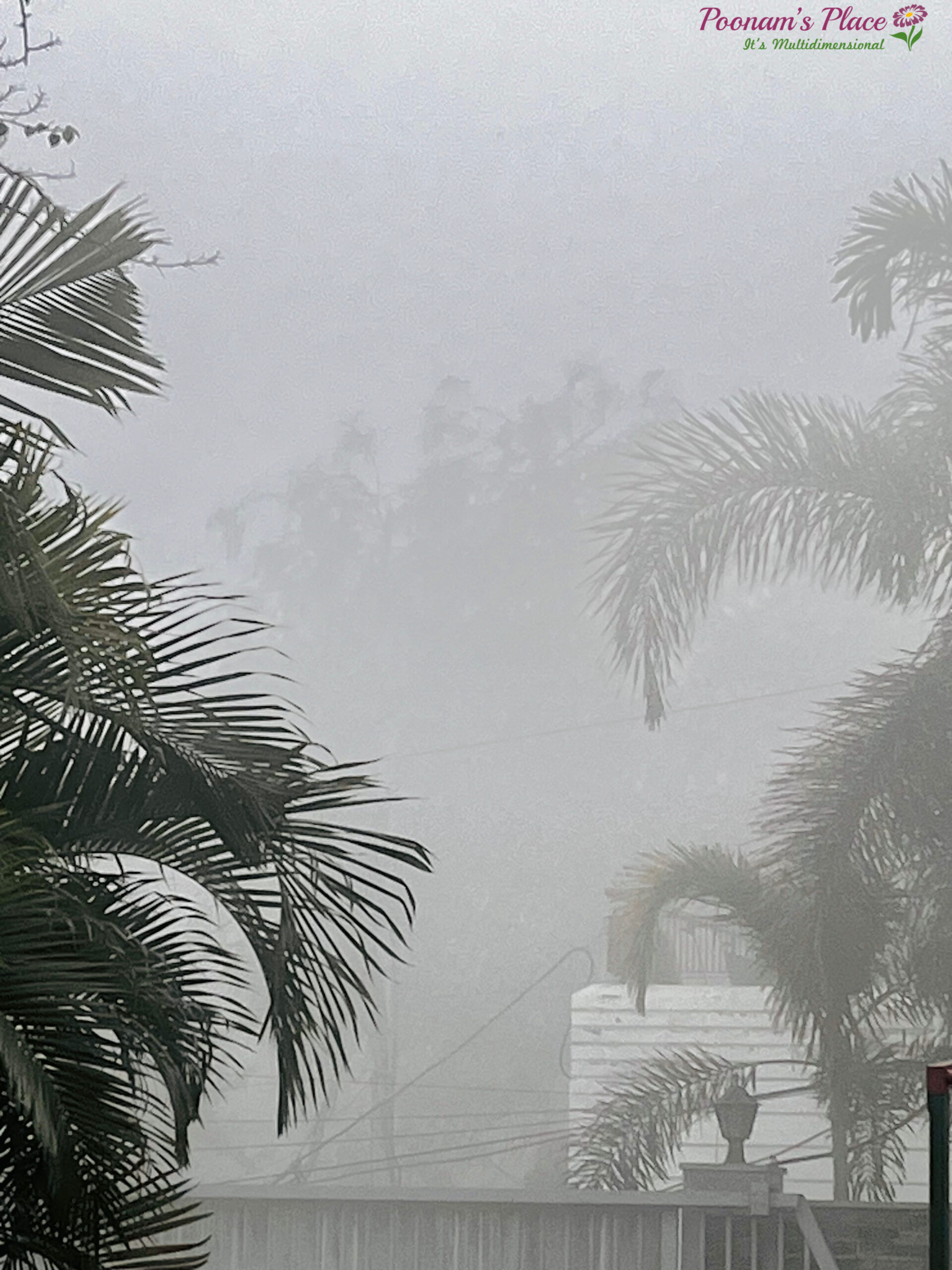 धुंध की चादर ~अरशफा