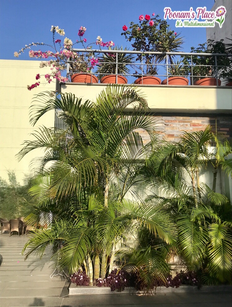 “The Therapeutic Effect” by: Poonam