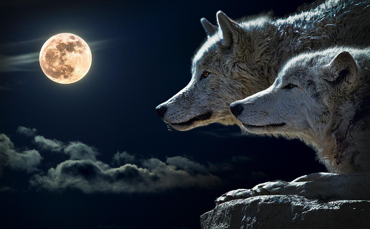 “The Wolf Moon” by: Poonam