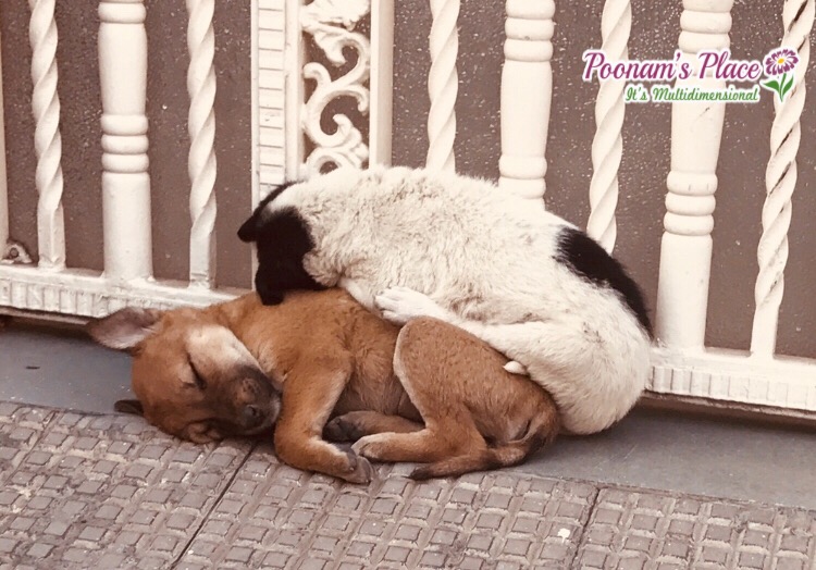 “Winter Cuddles” by: Poonam